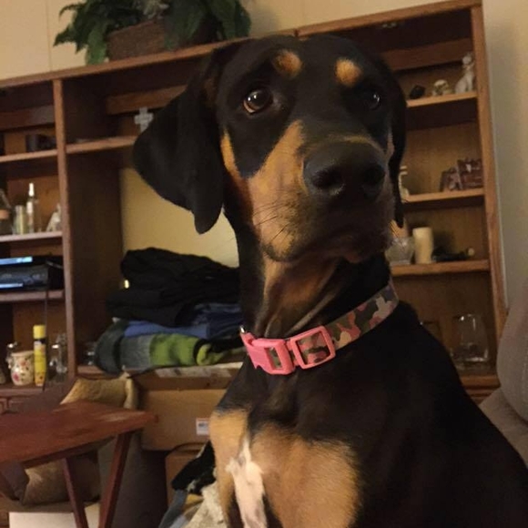 Meet your Posher, Gale - Picture 1 of 1